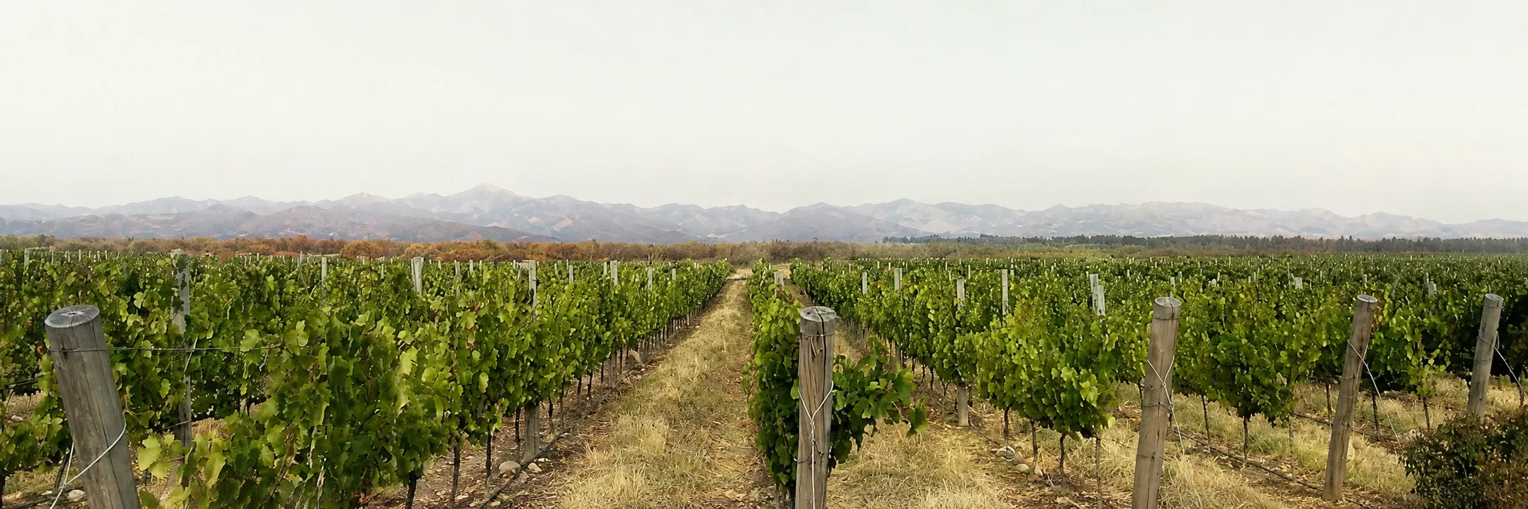Weinberg in Argentinien