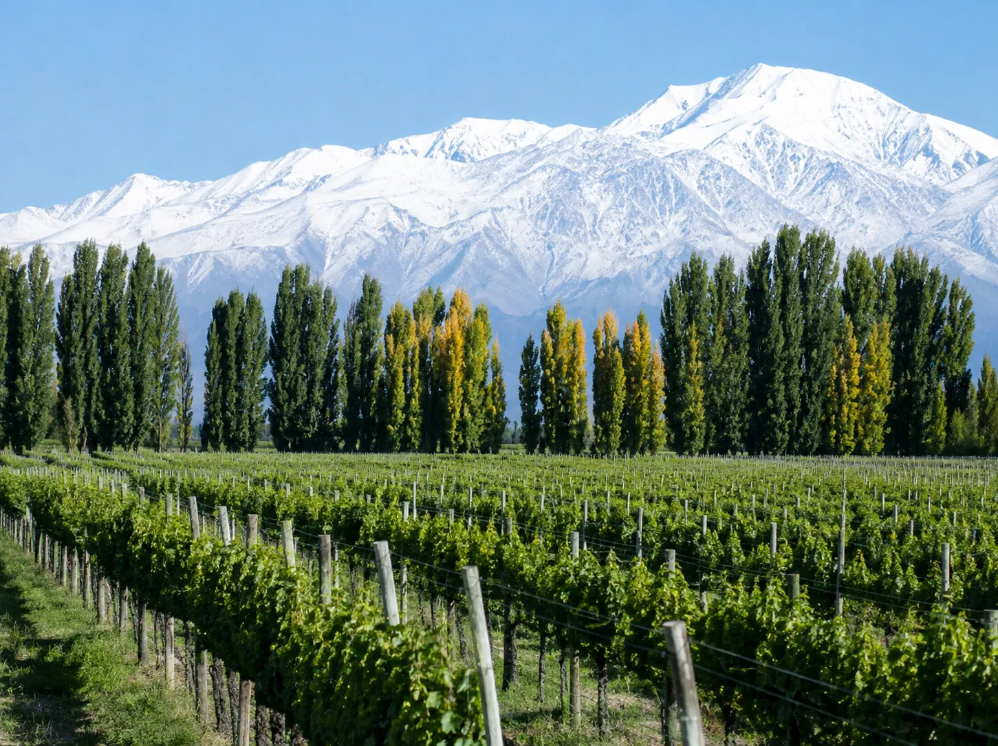 Weinberge in Mendoza