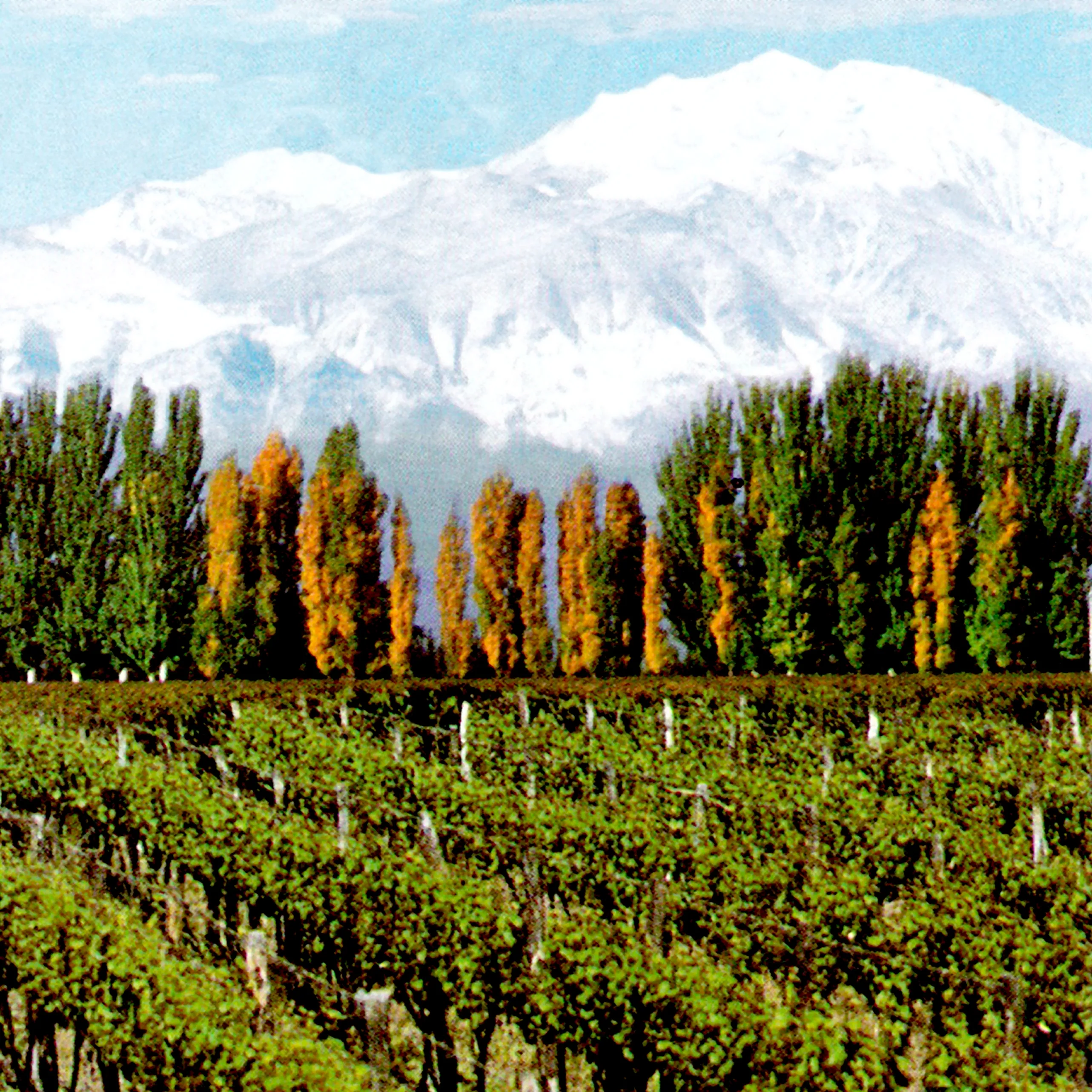 Argentinischer Weinberg
