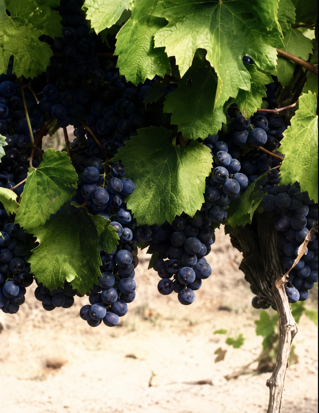 Malbec-Trauben